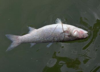 Чүй дарыясындагы балыктардын өлүп жатышы. Суунун курамында уулуу элементтер аныкталган эмес