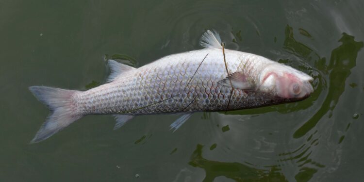 Чүй дарыясындагы балыктардын өлүп жатышы. Суунун курамында уулуу элементтер аныкталган эмес