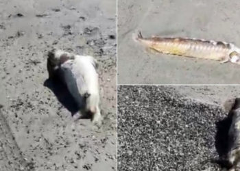 Каспий деңизинин жээгинде тюлендердин жансыз денеси жаткан видео жарыяланды