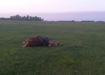 Казакстандын түндүгүндө чагылган түшүп, чабан жылкысы менен жан берди