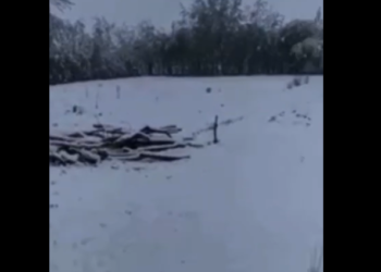 Кочкордо түшкөн кардан мал кырылып жатканы маалымдалды