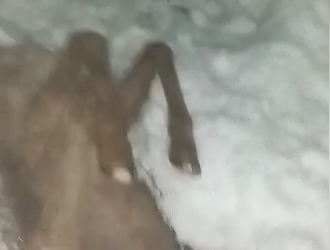 «Чөп ташыйлы десек, унаа барбайт». Нарында жааган кардан койлор өлүп жатканы маалымдалды