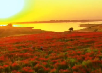 Базар-Коргондогу көз жоосун алган кызгалдак талаалары (видео)