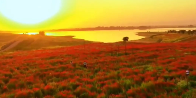 Базар-Коргондогу көз жоосун алган кызгалдак талаалары (видео)