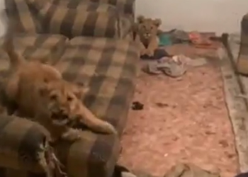 Казакстанда жигит арстандын 2 баласын үйүндө багып жүргөн