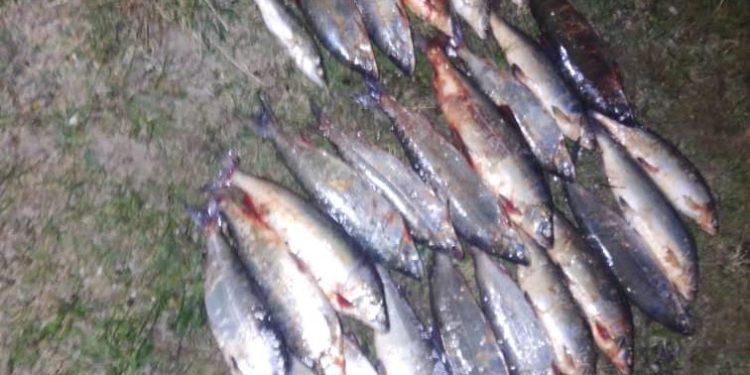 Ысык-Көлдө мыйзамсыз балык кармап жүргөндөр аныкталып, кылмыш иши козголду