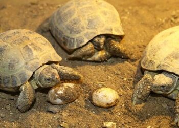 Соцтармакта «жумурткасын алуу үчүн таш бакаларды өлтүрүп жатышат» деген видео тарады