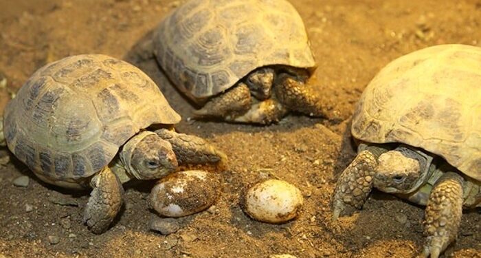 Соцтармакта «жумурткасын алуу үчүн таш бакаларды өлтүрүп жатышат» деген видео тарады