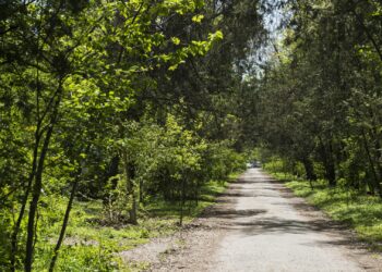 Бишкектин Ботаникалык багында өспүрүм киши колдуу болду