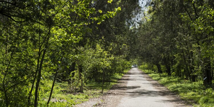 Бишкектин Ботаникалык багында өспүрүм киши колдуу болду