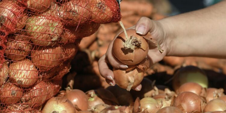 Баткенде 19, Бишкекте 25. Акылбек Жапаров пияздын түшүмүн жыйнап жаткан дыйкандарга жолукту