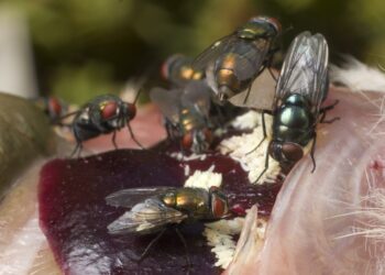 Чымын — оорунун жайылышына салым кошот. Курч ичеги-карын инфекциялары тууралуу билип алыңыз