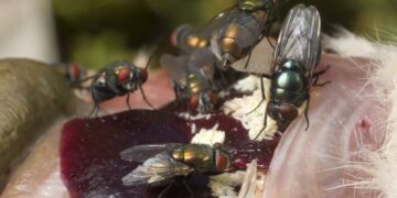 Чымын — оорунун жайылышына салым кошот. Курч ичеги-карын инфекциялары тууралуу билип алыңыз