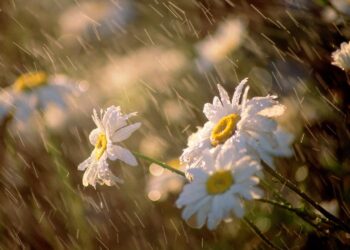 Өткүн өтүп, күн күркүрөйт. 21-июнга карата өлкөдө күтүлгөн аба ырайы