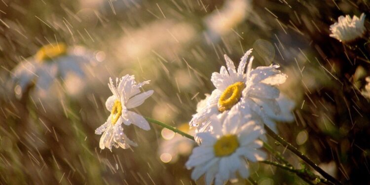 Өткүн өтүп, күн күркүрөйт. 21-июнга карата өлкөдө күтүлгөн аба ырайы