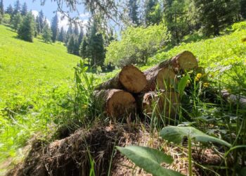 Чоң Кеминде карагайлар кыйылган. Министр кандай чара көрдү?