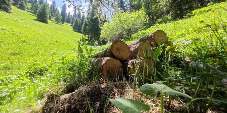Чоң Кеминде карагайлар кыйылган. Министр кандай чара көрдү?