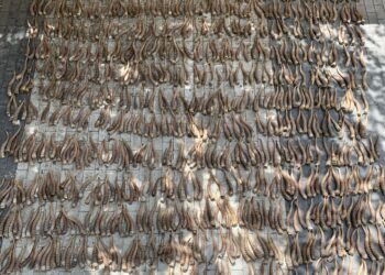 845 сайгак мүйүзүн Казакстандан Кытайга мыйзамсыз сатууга бөгөт коюлду