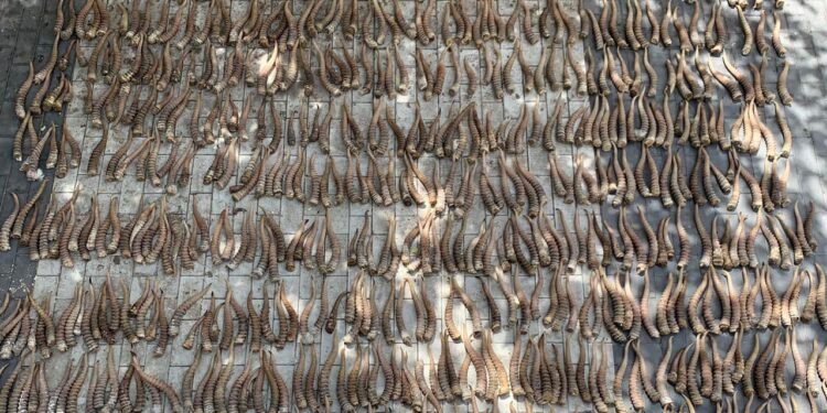 845 сайгак мүйүзүн Казакстандан Кытайга мыйзамсыз сатууга бөгөт коюлду