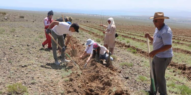 Балыкчыда 6 миң көчөт отургузулду