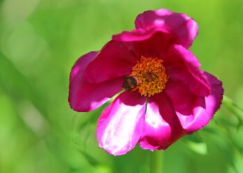 Жыттай көрбөңүз! Түсү, жыты өзүнө тарткан чымылдык…