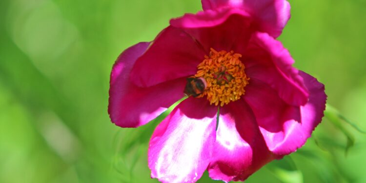 Жыттай көрбөңүз! Түсү, жыты өзүнө тарткан чымылдык…