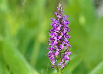 Сүрөтчү Влад Ушаков: «Кыргызстан — жапайы орхидеянын мекени»