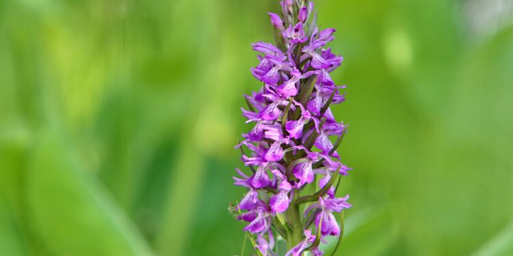 Сүрөтчү Влад Ушаков: «Кыргызстан — жапайы орхидеянын мекени»