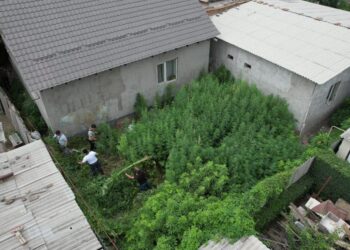 «Үй ээси өсүмдүктөргө кам көрүп өстүргөн». 130 килограммдан ашык өстүрүлгөн кара куурай Бишкекте табылып алынды