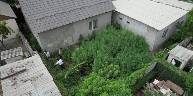 «Үй ээси өсүмдүктөргө кам көрүп өстүргөн». 130 килограммдан ашык өстүрүлгөн кара куурай Бишкекте табылып алынды