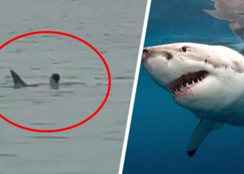 Акула Египетте эс алып жаткан орусиялыкка кол салды. Видео