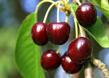 Катардан келген конокторго гилас жагып калдыбы? Алар импорттоо каалоосун билдиришти