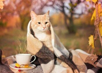 5-июндан 11-июнга чейин өлкөдө күтүлгөн аба ырайы