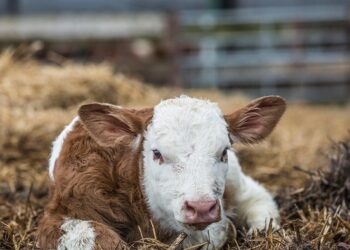 Базар-Коргондо 18 жаштагы жигит торпогун куткарам деп каза болду