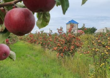«Ысык-Көлдөгү алмадан мыктысын өмүрүмдө жеп көргөн эмесмин». Орусиялык туристтин видеосу