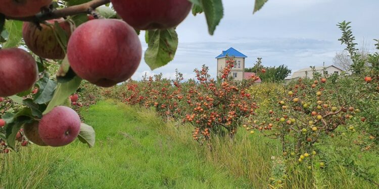 «Ысык-Көлдөгү алмадан мыктысын өмүрүмдө жеп көргөн эмесмин». Орусиялык туристтин видеосу