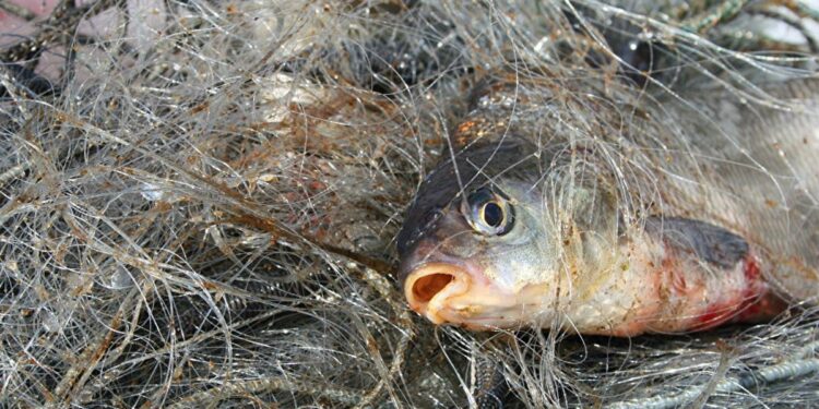 Ысык-Көл менен Соң-Көлдөн балык кармоого тыюу салынды