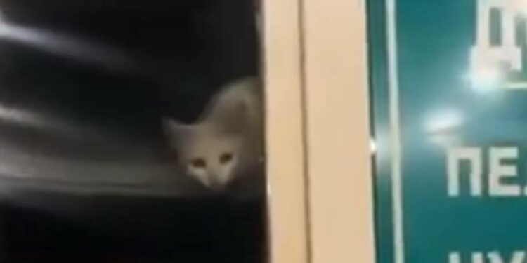 Келемиштердин ордунда мышык. Бишкектеги кафеде тартылган видео тарады