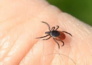 Казакстанда кене чаккан өспүрүм каза болду