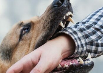 «Кутурма болушу мүмкүн». Чоң-Алайда ит тиштеген жаран каза болду