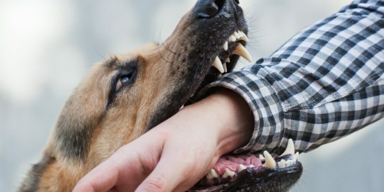 «Кутурма болушу мүмкүн». Чоң-Алайда ит тиштеген жаран каза болду