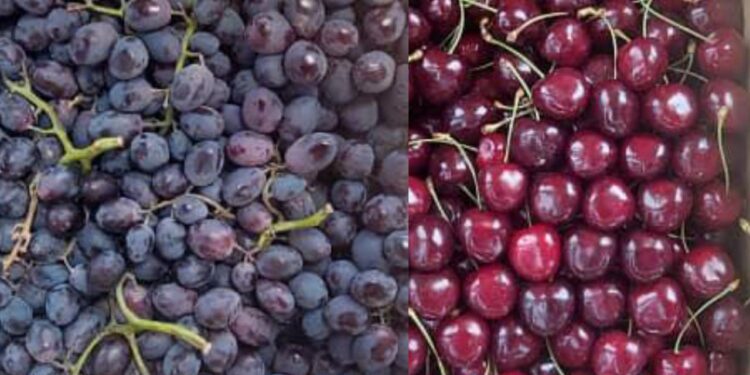 Кадамжайда 3 тоннадай жүзүм менен гиласты мыйзамсыз алып келүү токтотулду