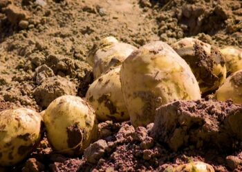 Өзбекстанда салмагы 2 килограммдан ашкан картошка өстүрө башташты