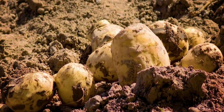 Өзбекстанда салмагы 2 килограммдан ашкан картошка өстүрө башташты