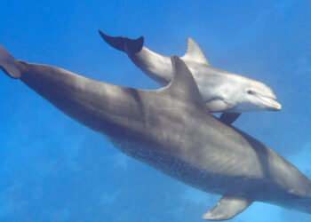 Японияда дельфиндер кишиге кол салып, анын кабыргасын сындырышкан