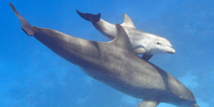 Японияда дельфиндер кишиге кол салып, анын кабыргасын сындырышкан