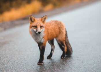 Казакстанда 4 жаштагы балага түлкү кол салган. Айылга карантин киргизилди