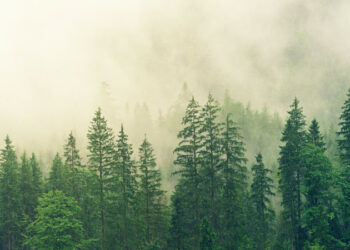 АКШда цивилизациядан оолак болууну каалаган бир туугандар токойдо өлүп калышкан