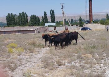Тажикстан тарапка кирип кеткен мал өз ээсине кайтарылды