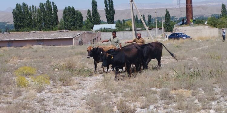 Тажикстан тарапка кирип кеткен мал өз ээсине кайтарылды